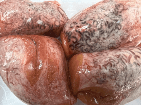 bull eggs- Huevos de Toro
