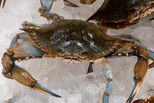 Crab - Jaíba