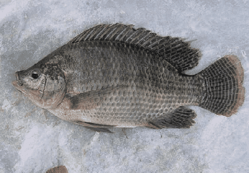 Mojarra Fish- Mojarra