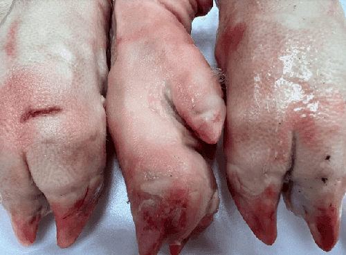 Pigs Feet- Pata de Cerdo