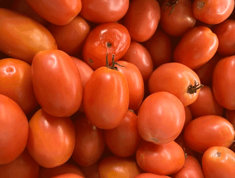 Tomatoe Roma- Tomate Roma